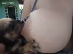 Bitch is breastfeeding puppies